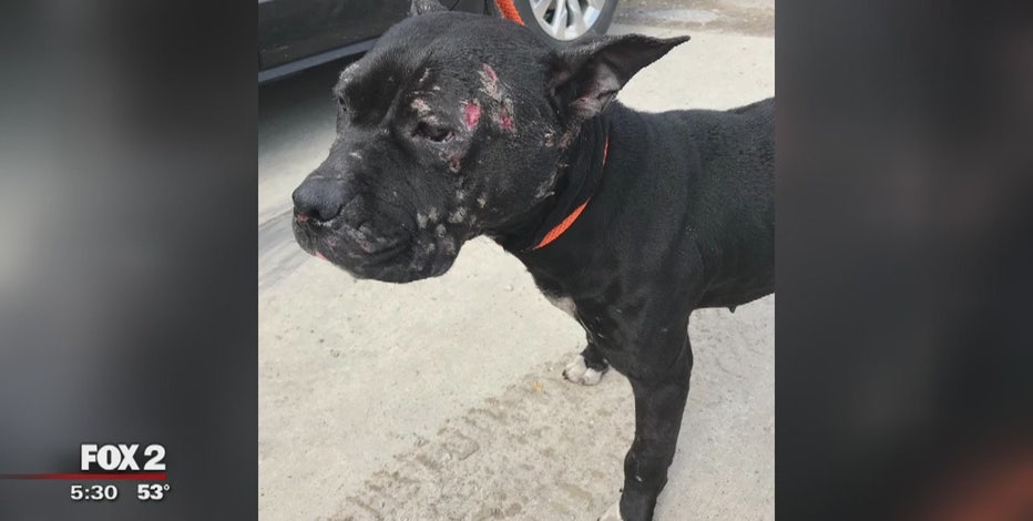 Dog fighting bait animal found dumped near I-75 in Hazel Park