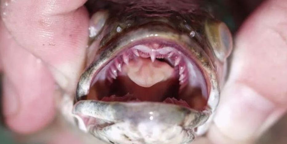 northern-snakehead-16x9.jpg?ve