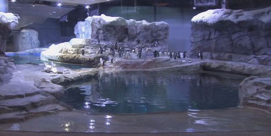 New Penguin Center At Detroit Zoo Closing In Sept For Waterproofing Repairs
