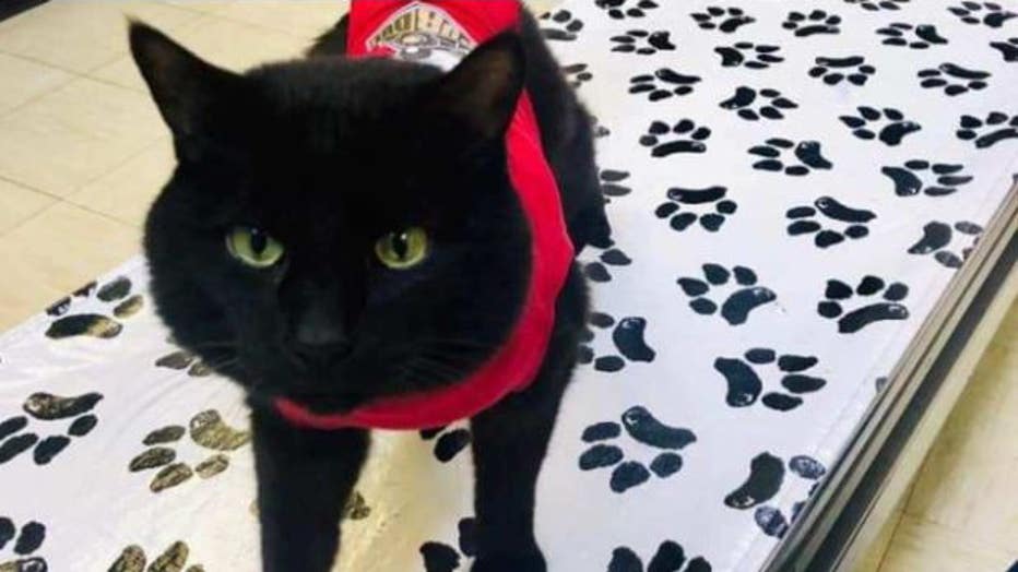 Missing black cat in red onsie on feeding tube goes missing from Livonia animal  hospital