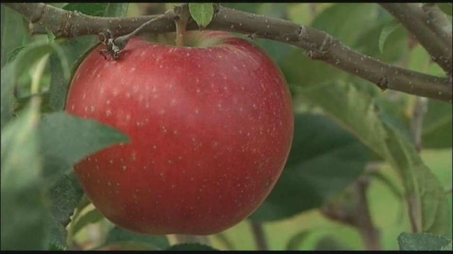 Thousands of fresh apples recalled over listeria concerns by Michigan  produce company - ABC News