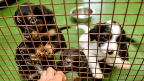 Senate unanimously passes bill to make animal cruelty a federal felony