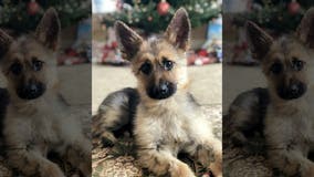 German shepherd stuck in 'perpetual puppyhood' due to rare genetic condition