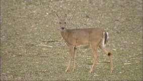 Hunting season: How to get your deer tested for chronic wasting disease in Michigan