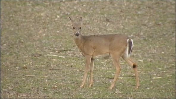 Michigan driver killed after another driver hits deer, crashes into them