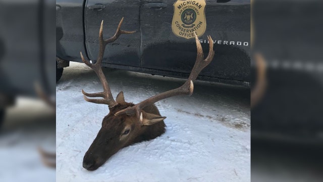 DNR seeking tips into poached "majestic" bull elk at state forest