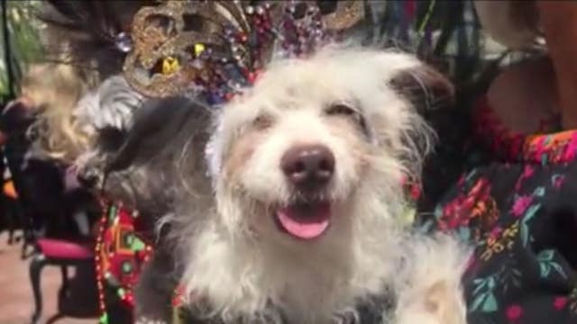 Owning a dog could reduce your risk of death after suffering a heart attack, study shows