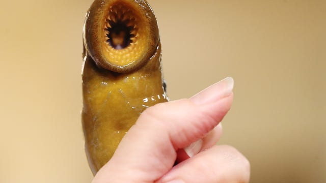Sea lamprey numbers declining in Lakes Michigan, Ontario, report shows
