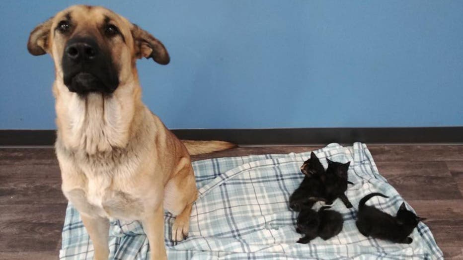 Serenity, estimated to be 2 years old, was found on the side of a road in Chatham-Kent, Ontario, earlier this month shielding a litter of kittens from the cold. (Pet and Wildlife Rescue)