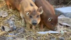 Santa Clarita barn rescues family of pigs who were about to become Christmas dinner