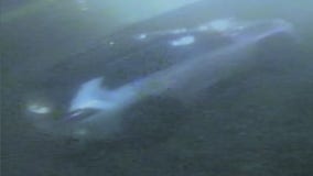 Four suspected of cell phone robberies in Royal Oak, Southfield