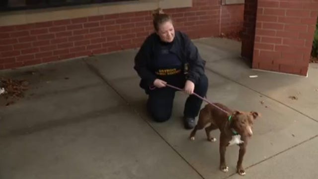 Detroit Animal Control more than doubles staff while getting overdue resources