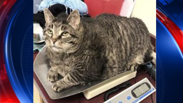 30-pound cat needs home, help with diet says Michigan Humane Society