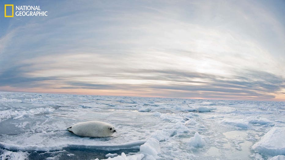 MAGDALENISLANDS-Harp-Seal-March-2012-Jennifer-Hayes-04517-16x9.jpg