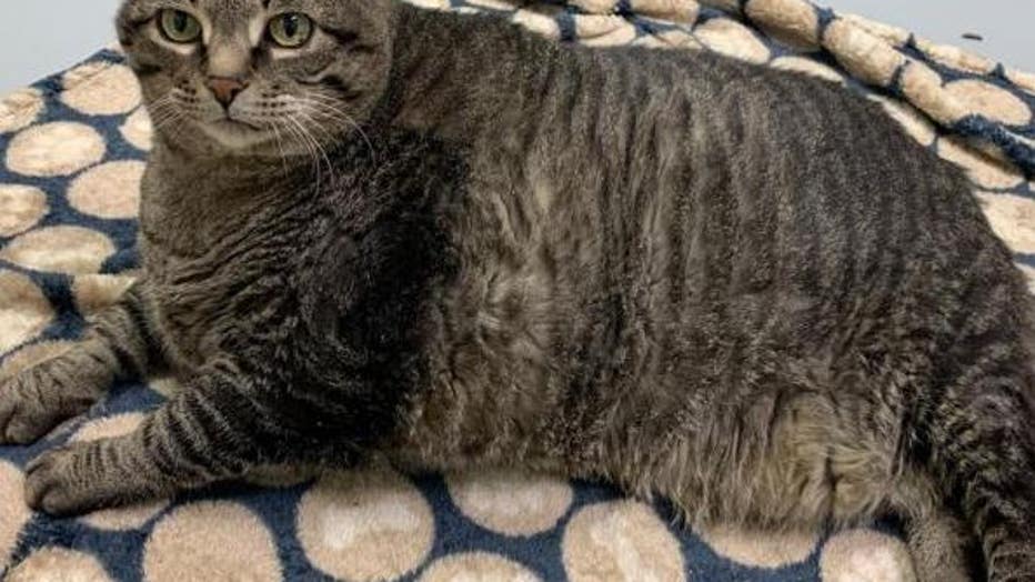 30 Pound Cat Needs Home Help With Diet Says Michigan Humane Society 