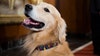 Owners of lost pets being targeted by scammers in Detroit