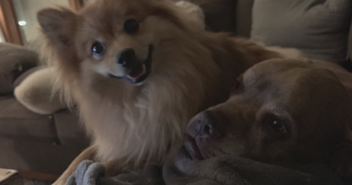 Woman speaks up after losing dogs in house fire | FOX 2 Detroit