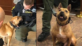 Pit bull rescued from dogfighting ring is now a K-9 deputy