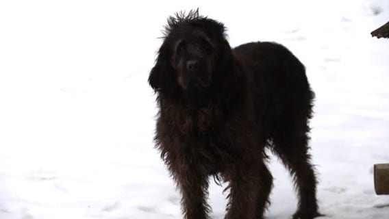 Garden City neighbors fear for dog left out all winter