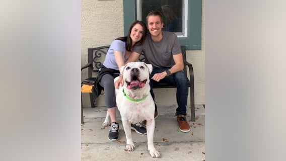 Hero shelter dog who donated blood to dogs in need finds new home