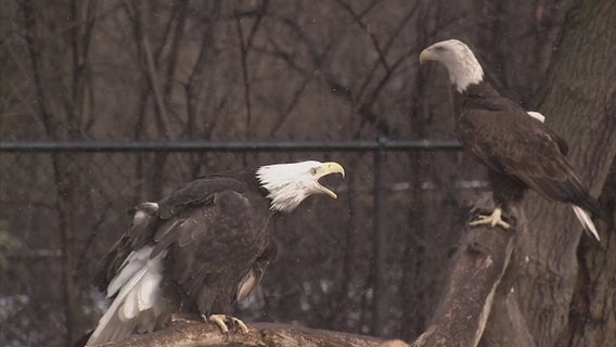 Over 100 bald eagles have picked the Monroe DTE power plant as their home