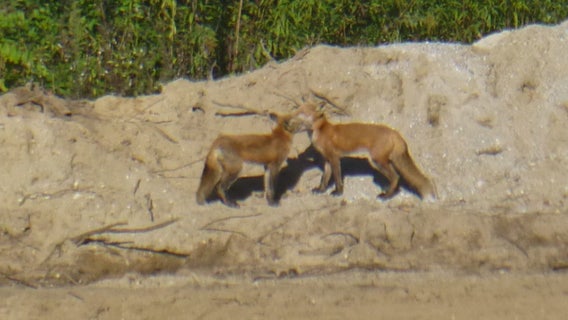 Macomb pipeline workers treated these adorable red foxes for mange while on the job