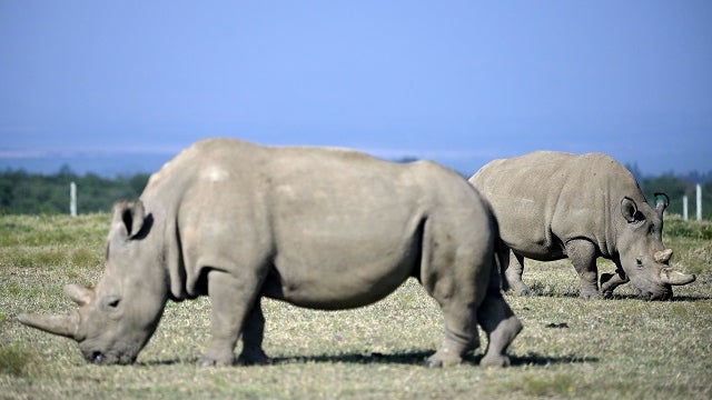 'Amazing': New embryo created of nearly extinct rhino species