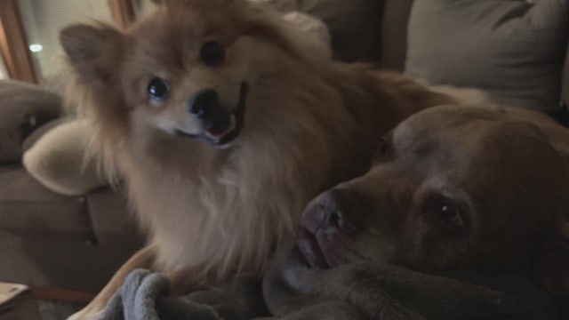 Woman speaks up after losing dogs in house fire