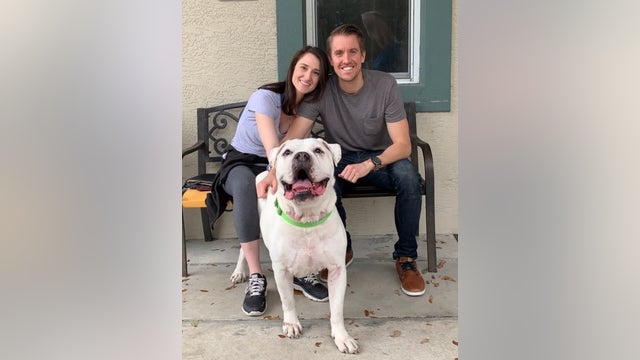 Hero shelter dog who donated blood to dogs in need finds new home