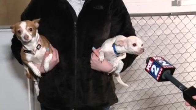 Woman's dogs alert her to intruders in house, leading to their arrest