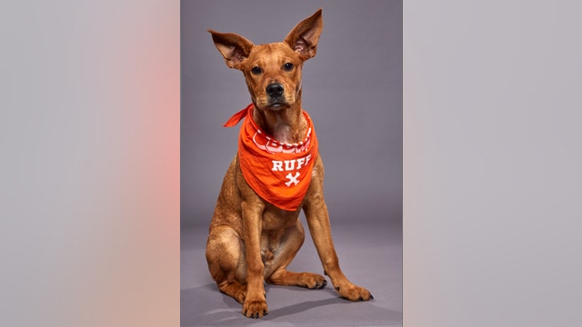 Michigan pup will compete in this year's Puppy Bowl