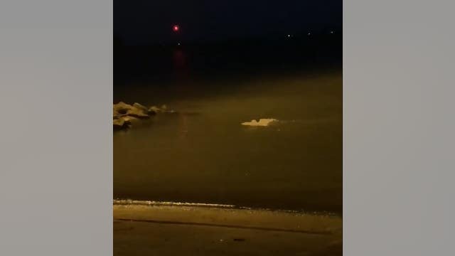 Snowy owl swims along Lake St. Clair in rare video