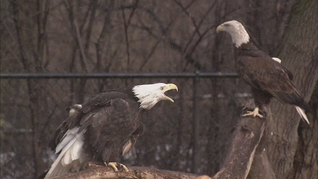 Over 100 bald eagles have picked the Monroe DTE power plant as their home