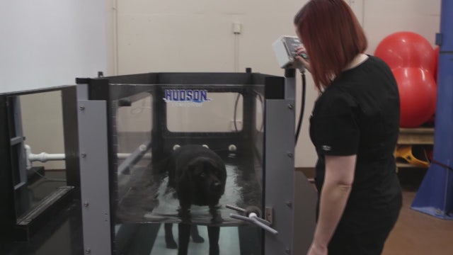 This overweight lab lost 60 pounds using an underwater treadmill