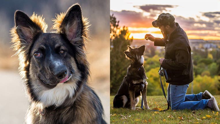 Brodie the German Shepherd Border Collie was left with a “wonky” face and partial blindness after being attacked after birth.