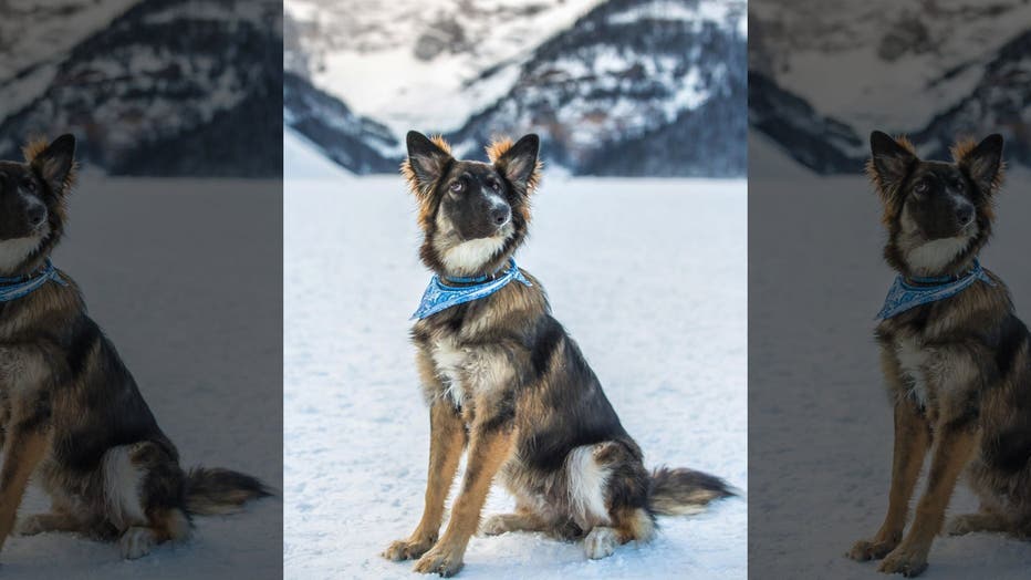 Brodie - Dog Photo Contest