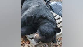 700-pound black bear shot in New Jersey sets world record