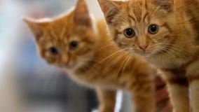 Proposed bill in Michigan House would ban declawing of cats; fine violators up to $1,000