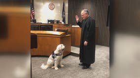 Introducing Izzy, the Macomb County therapy dog helping kids in court