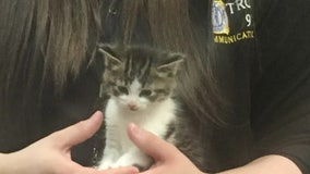 Pawfficer Badges, orginal Troy Police cat, passes away