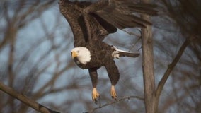 Stony Creek volunteers worried about injured bald eagle ousted from her nest could be in danger