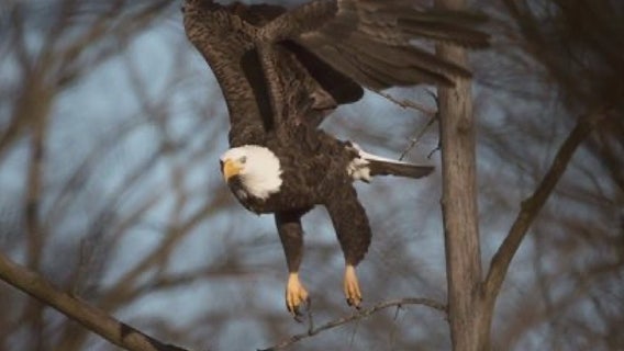 Stony Creek volunteers worried about injured bald eagle ousted from her nest could be in danger