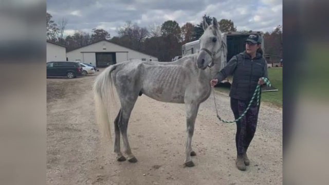 Rescue group wants deputies to force stable owner's surrender of emaciated horses