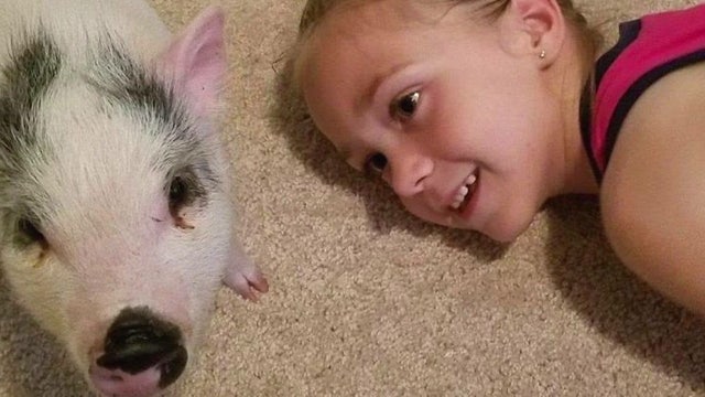 Third grader creates organization to save unwanted pet pigs