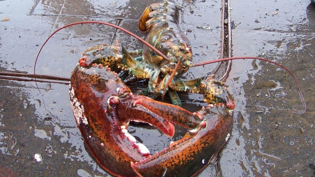 Lobster blood could play role in new drugs
