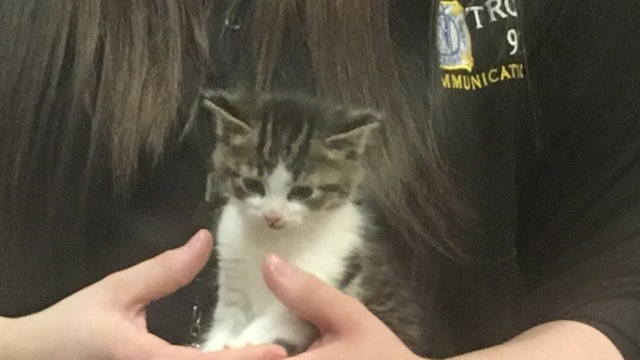 Pawfficer Badges, orginal Troy Police cat, passes away