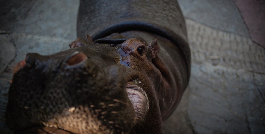 Drug lord's four hippos have spawned 80 more hippos, and they're