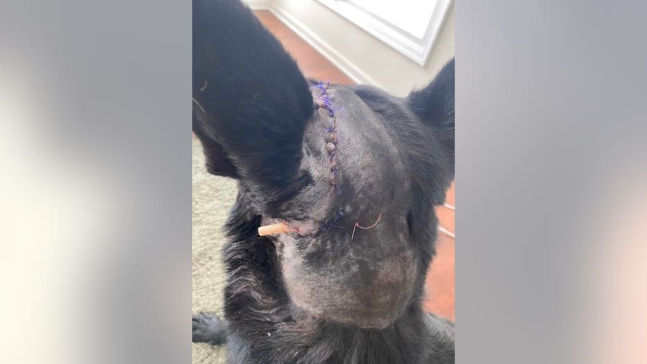 Police dog with stitches