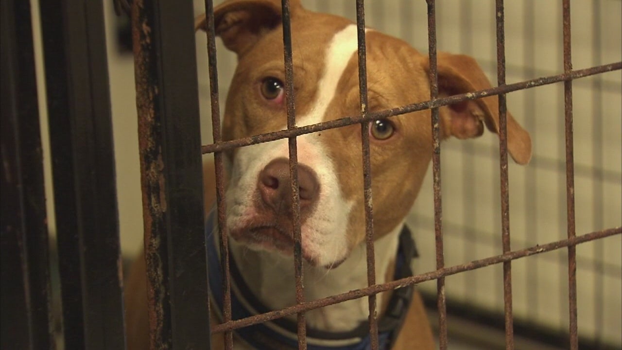 foster and foster pet supplies