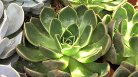 Woman discovers plant she's been watering for two years is actually plastic